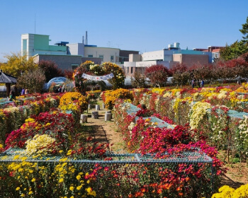 서산 국화축제_32