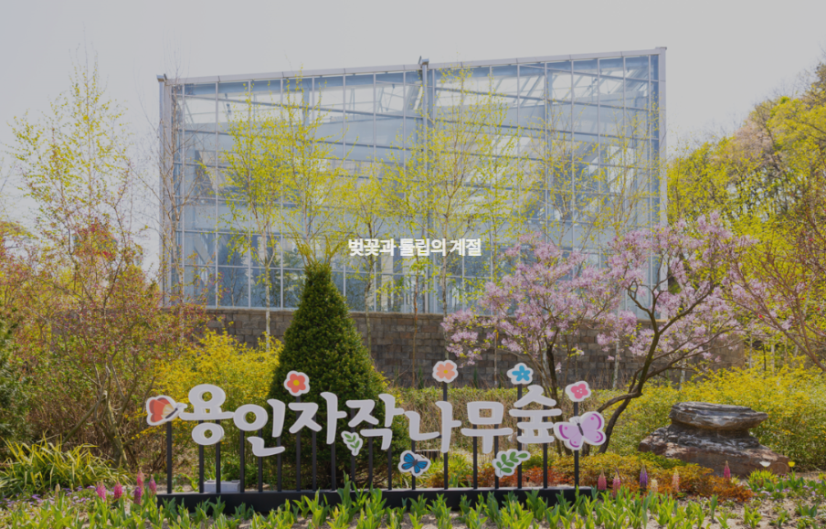 벚꽃과 튤립의 계절 -용인자작나무숲 홈페이지