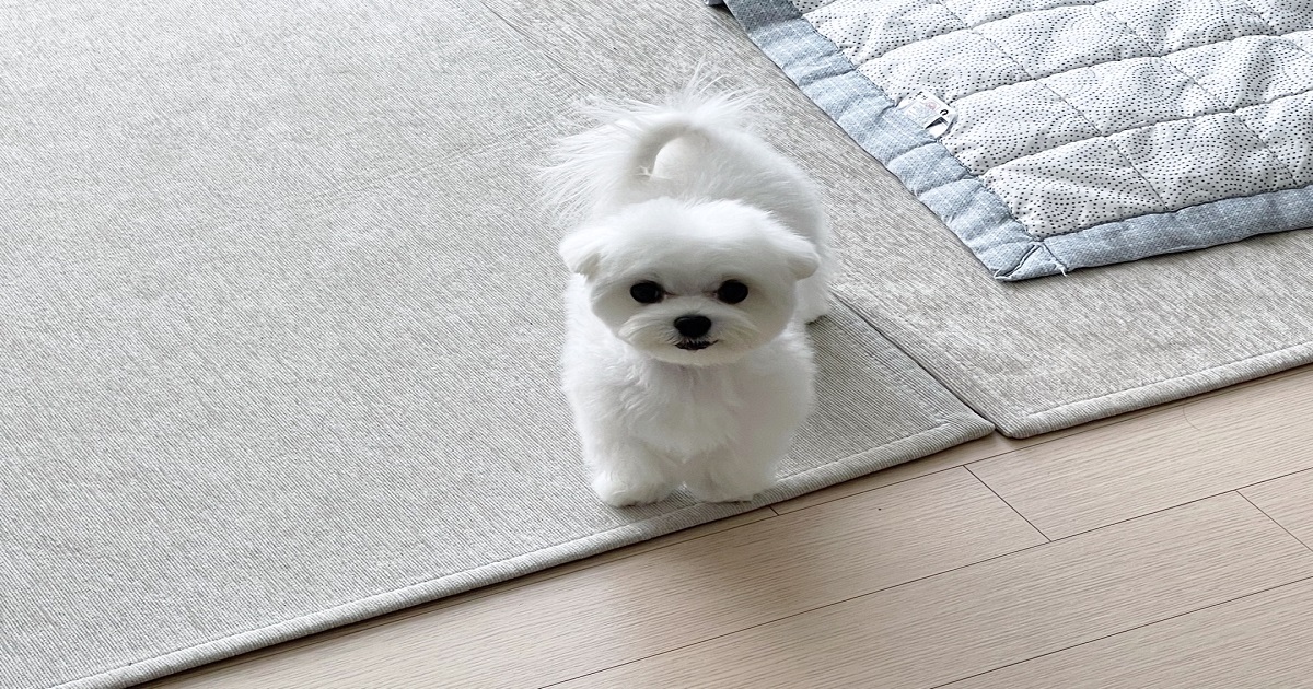 강아지-매트를-사용하여-슬개골-탈구를-예방하는-강아지