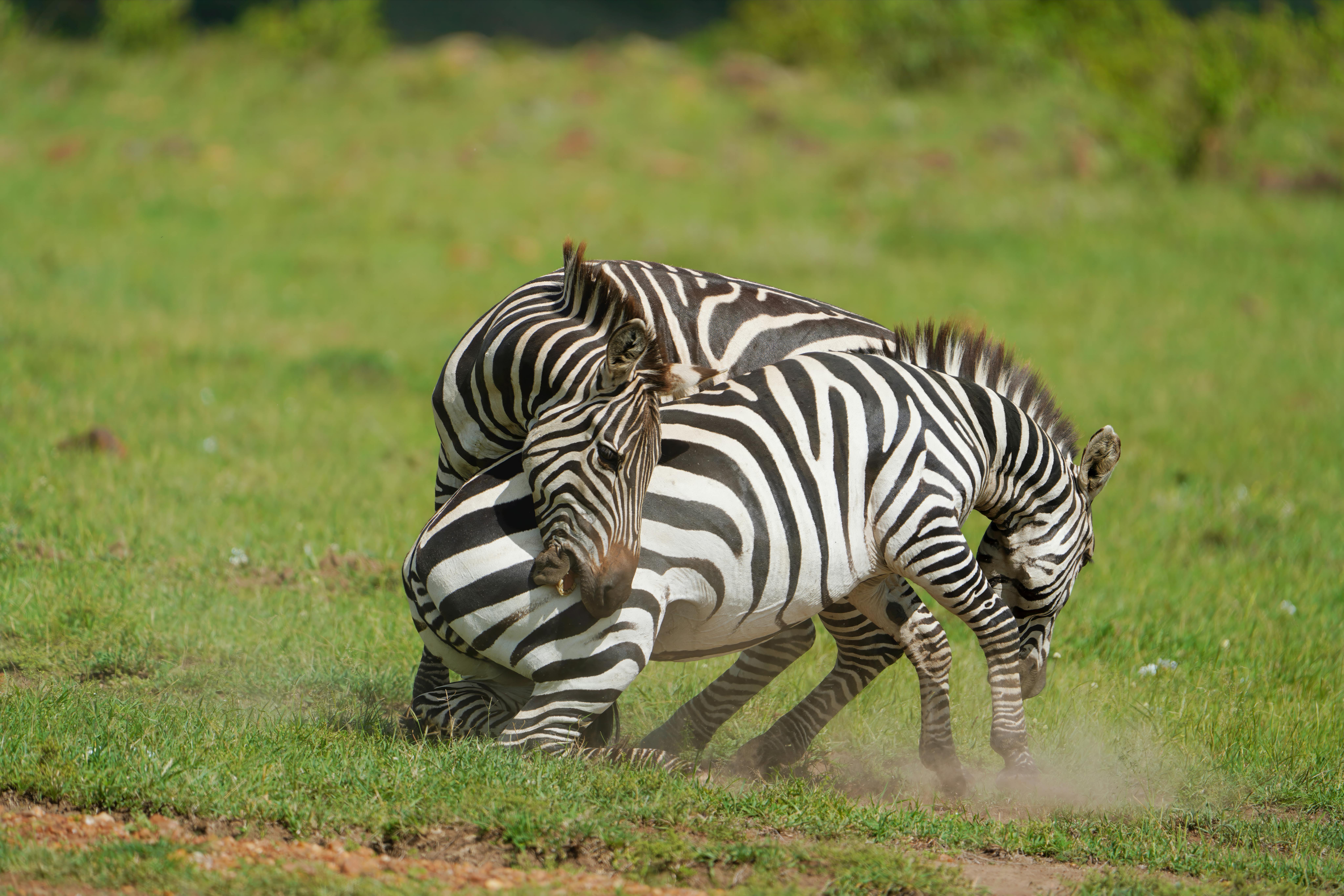 가족끼리 집안 싸움을 상징하는 이미지