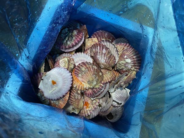 가리비껍질만 남은것