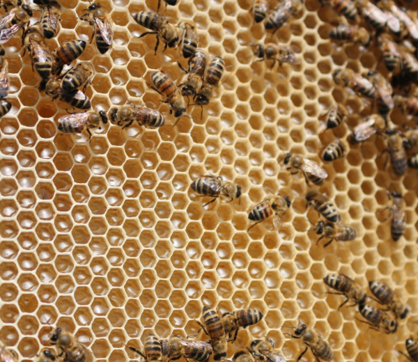 꿀벌집