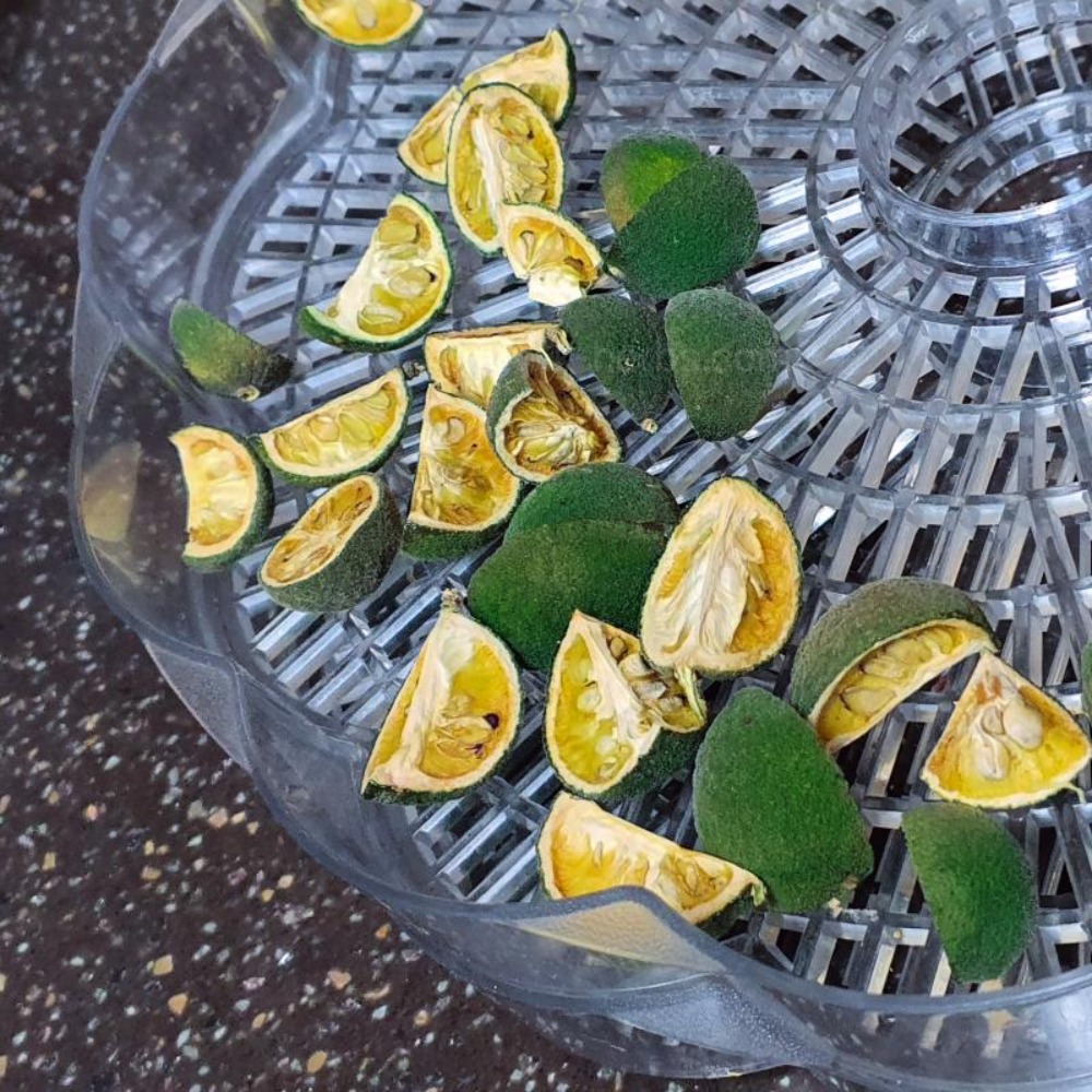 건조 지실(탱자)