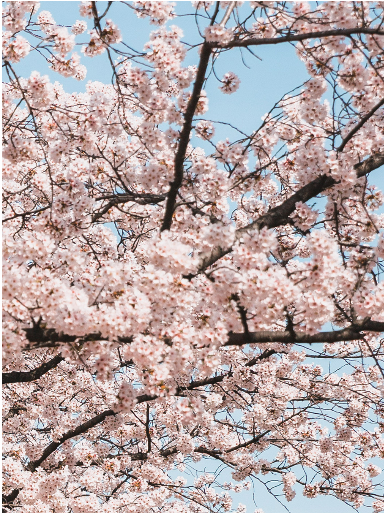 2025 여의도 벚꽃축제 일정