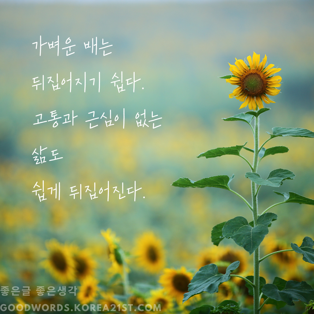 쇼펜하우어 명언 모음 좋은 글귀