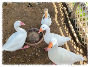 농촌 체험도 요즘은 스타일리시하게 즐겨야죠. 강화도자연체험농장