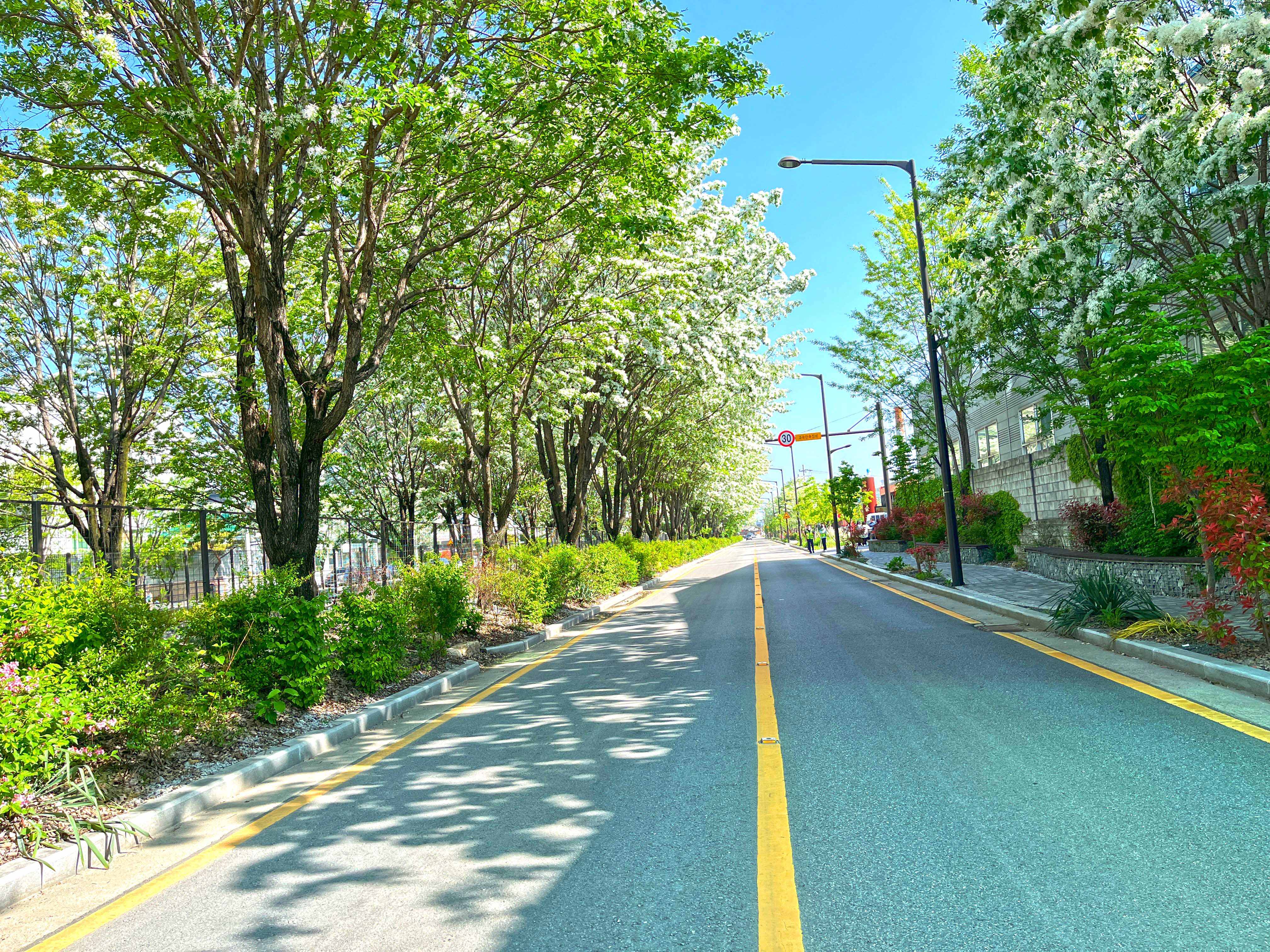전주 팔복동 이팝나무 철길