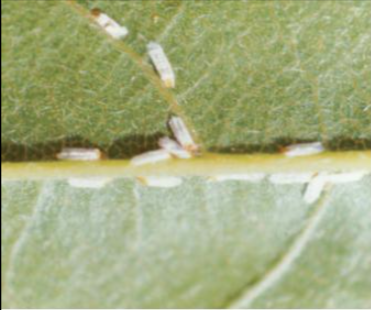 식나무깍지벌레