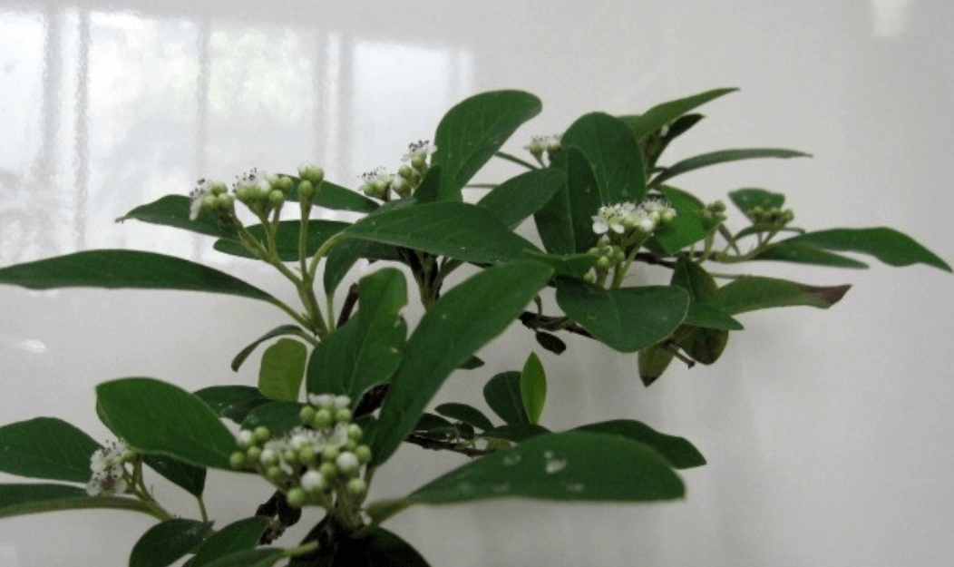 섬개야광나무를 지키는 방법: 멸종위기 동식물 서식지 운영 가이드