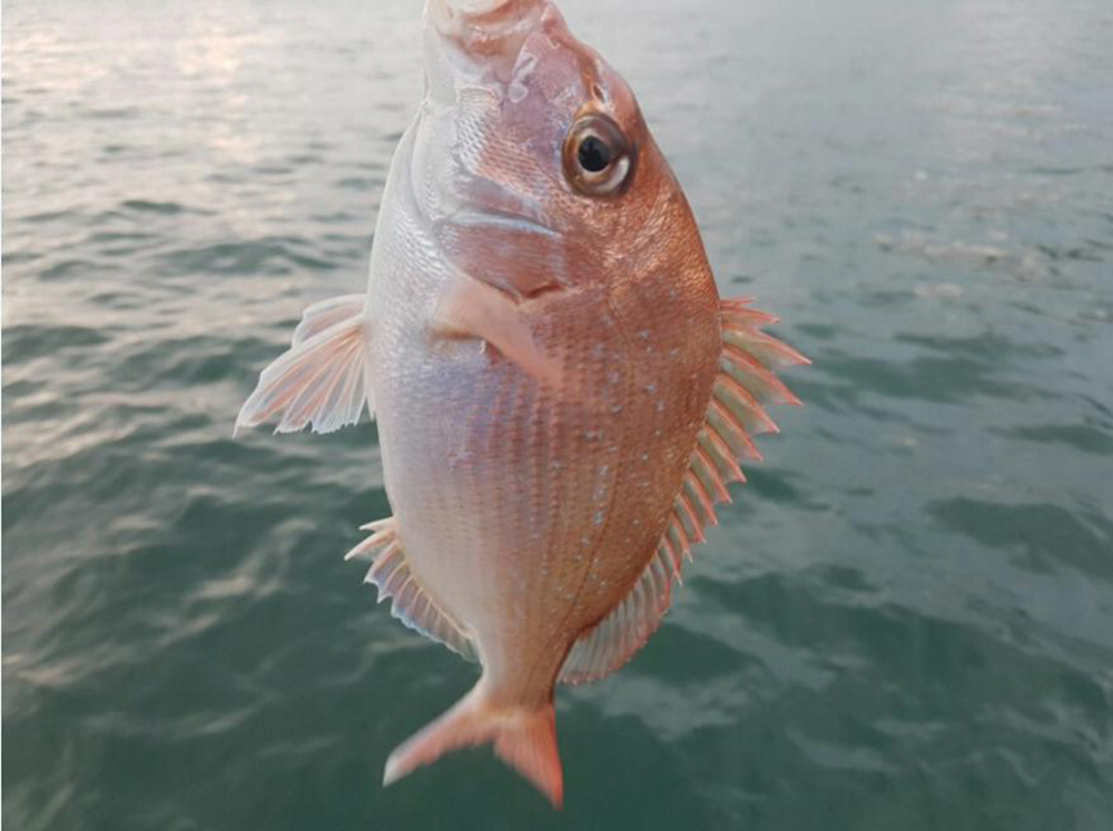 거제도 배낚시 노인과바다