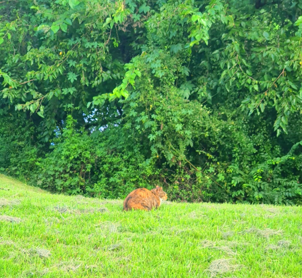 귀여운-고양이들이-많아요.