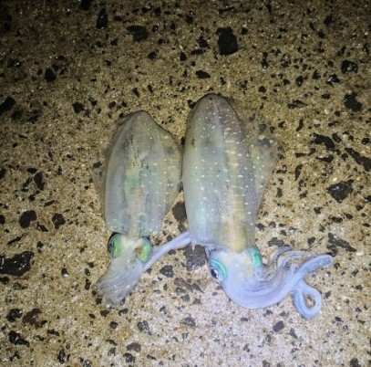 무늬오징어 효능