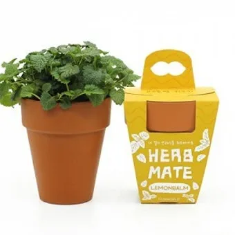 오레가노 재배 삽목 번식 통풍 관리 잎 수확_13