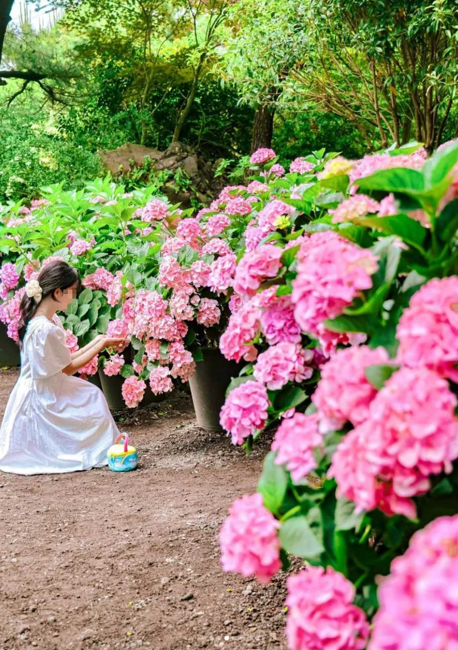 휴애리 수국축제