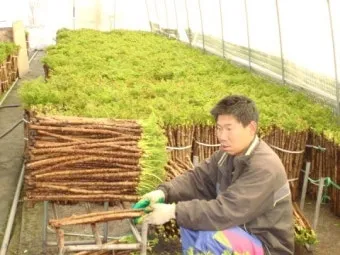 두릅 재배 순 수확 시기 가지치기 겨울 보온_5