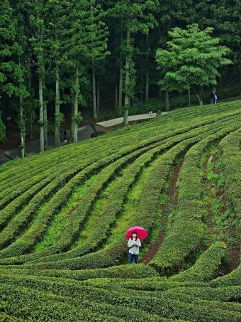보성 녹차밭 대한다원 입장료 주차 코스 정보 총정리_16