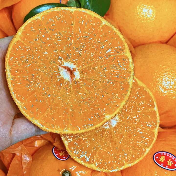 6시내고향 경남 김해 고당도 천혜향 파는 곳 전국 택배 온라인 전화 주문 추천