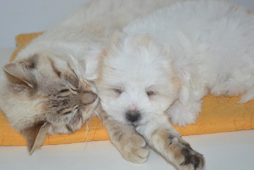 24시-동물병원-찾기