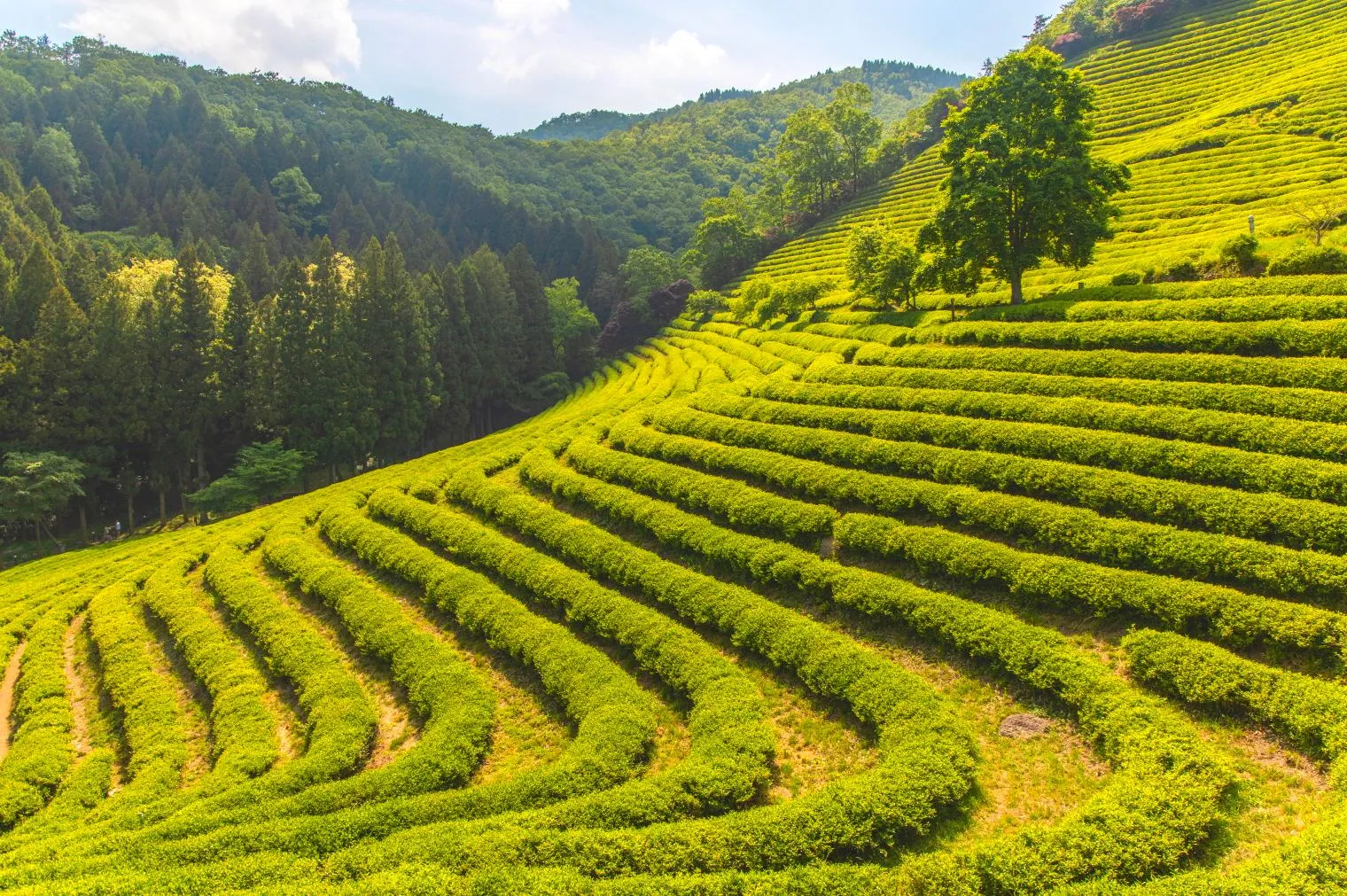 보성 녹차밭 대한다원 입장료 주차 코스 정보 총정리_4