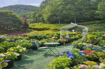 율봄식물원 수국 축제