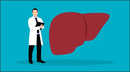 의사와 간 모형