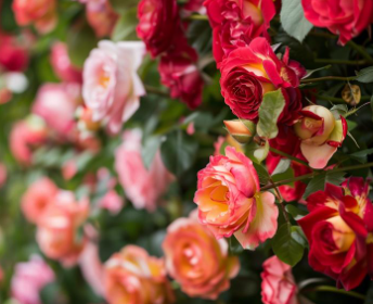 경산 하양 대부잠수교 장미 터널