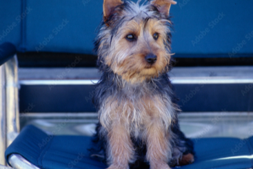 오스트레일리안 실키 테리어(Australian Silky Terrier) 이미지
