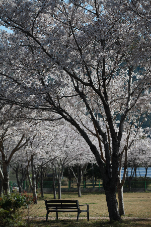제주숨은벚꽃명소