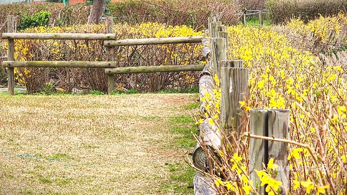 개나리꽃울타리