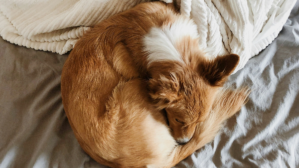 침대위에 몸을 웅크리고 있는 개