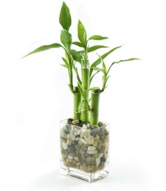 물에서 키우는 실내 식물 추천_10