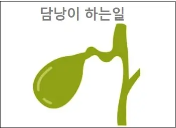 담낭이 하는일