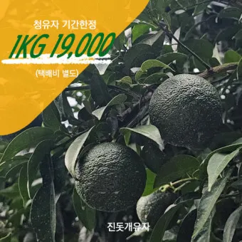 유자 재배 겨울 보온 방풍막 설치 염해 예방_13