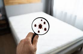 빈대 물린자국 : 빈대 퇴치법, 증상, 예방법