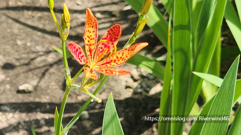 애기범부채(Crocosmia crocosmiflora)꽃,범부채꽃