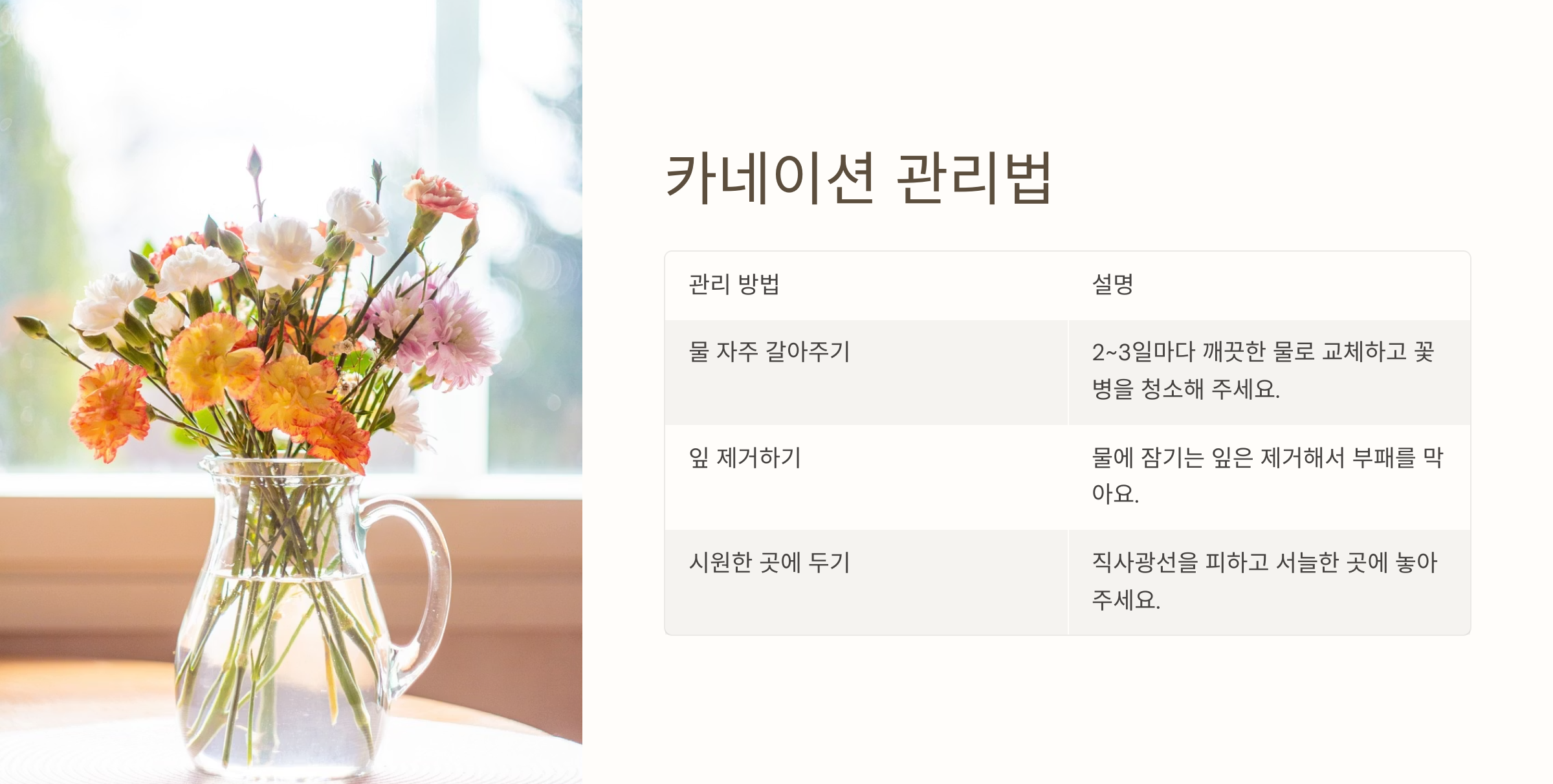 카네이션