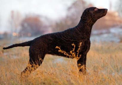 초원의 컬리 코티드 리트리버.