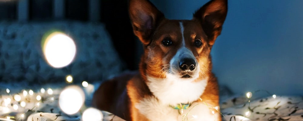 강아지 임신 증상 4