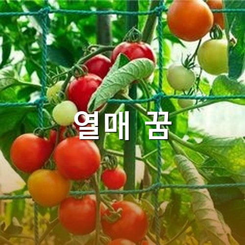 탐스러운-방울-토마토가-맛깔스럽게-익어가는-모습