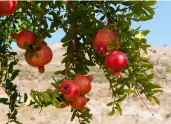 석류 효능 및 영양성분&amp;#44; 주의점