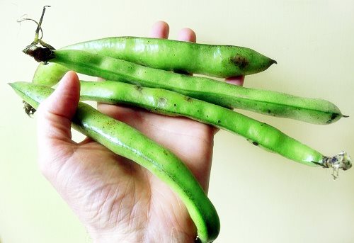 작두콩차 효능