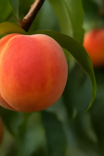 복숭아 보관방법3