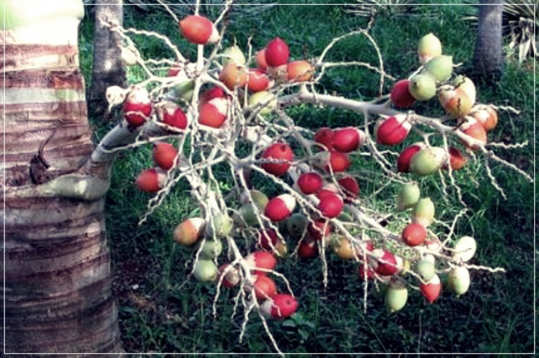 대추야자의 효능과 먹는법, 그리고 부작용에 대해