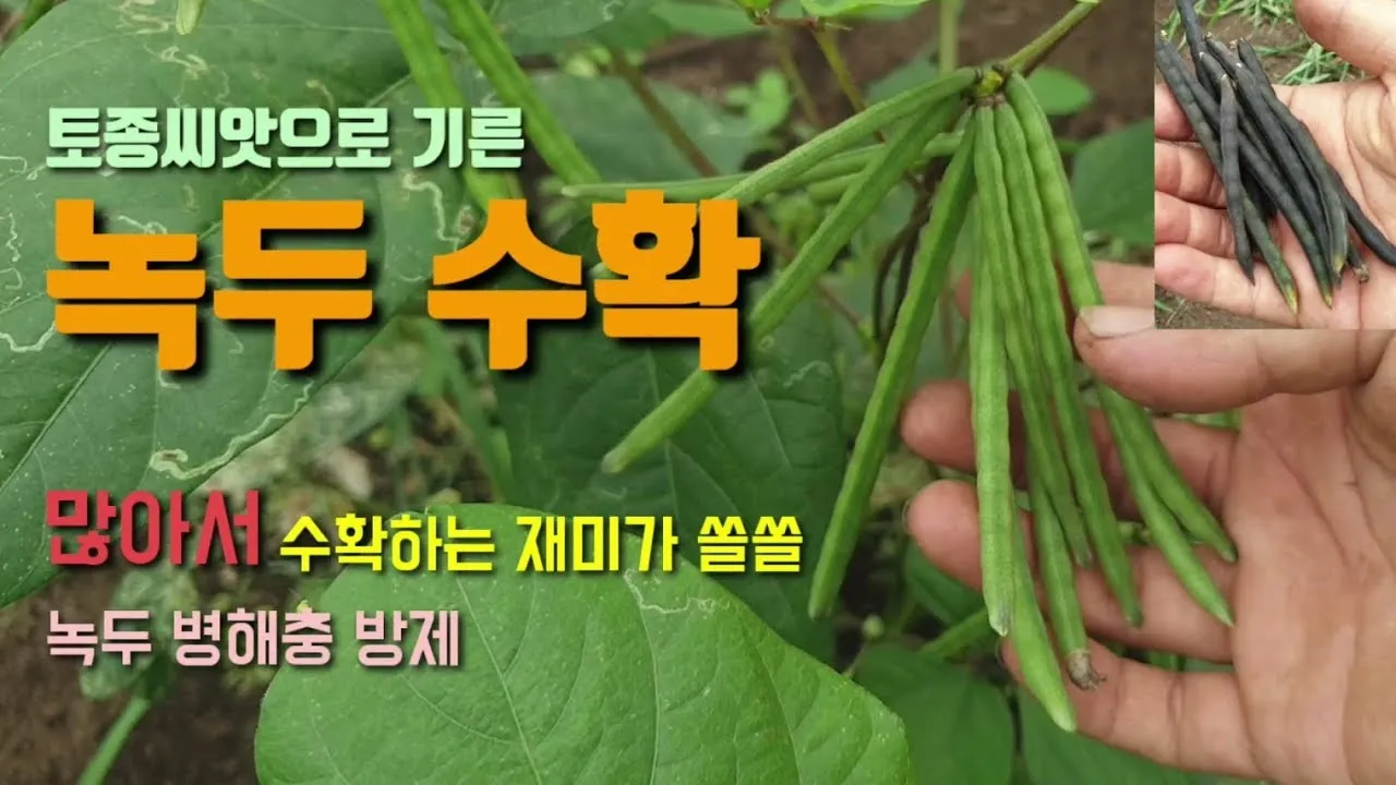 녹두 재배 직파 심기 병해 예방 수확 건조_2