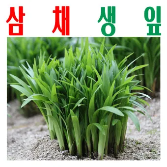 삼채 재배 모종 활착 통풍 확보 잎 수확 반복_10