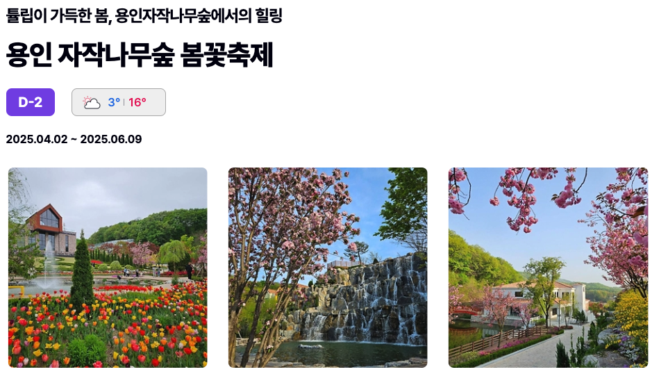용인 자작나무 숲 봄꽃축제