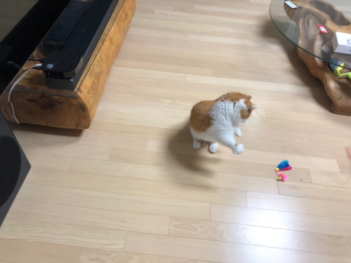 고양이장난감구매