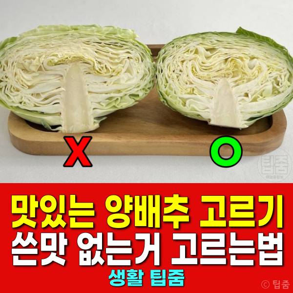 맛있는 양배추 고르는법 양배추 쓴맛