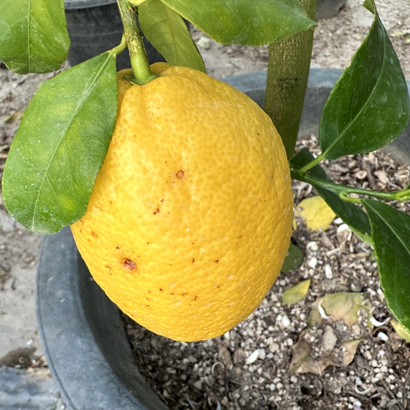 레몬나무 키우기 묘목 판매