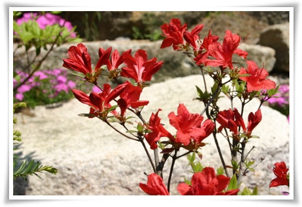 "철쭉" 봄을 수놓는 붉은 유혹, 당신이 몰랐던 화려한 비밀의 꽃!